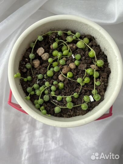 Крестовник Роули в кашпо 