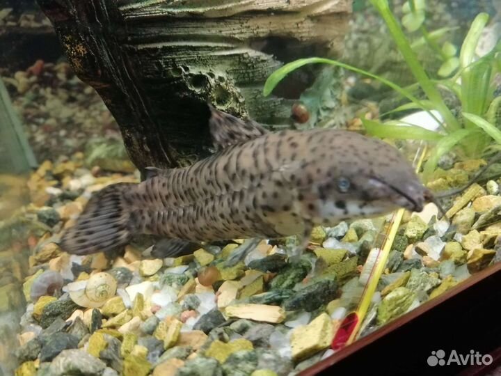 Сом анциструс