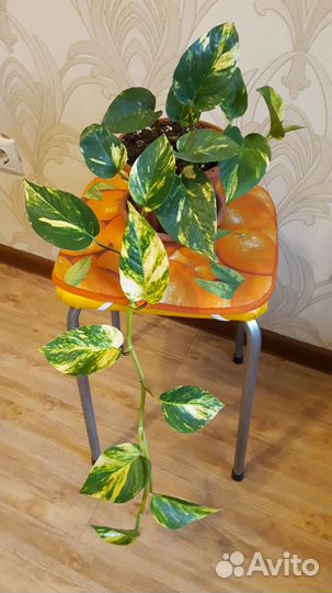 Сциндапсус (эпипремнум) золотистый