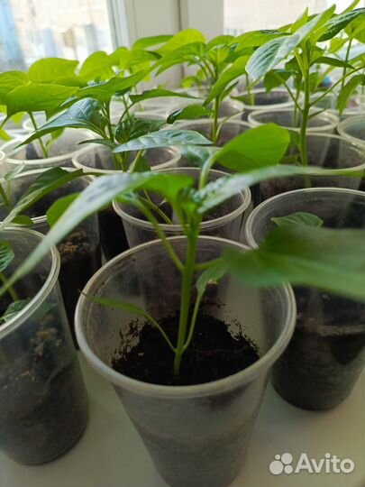 Рассада.Перец красный сладкий