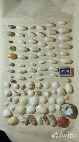 Флорариум наполнение, декор, ракушки