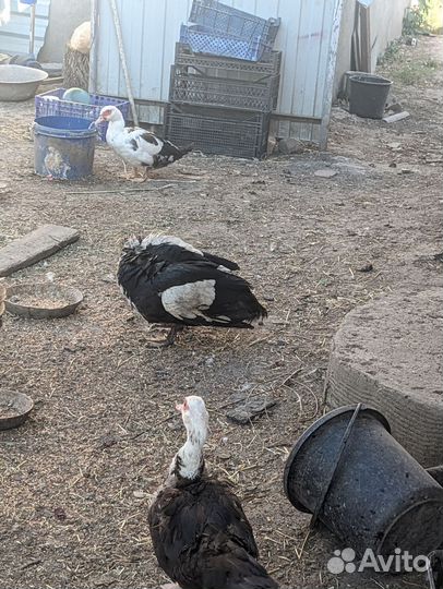 Индоутка мускусная утка