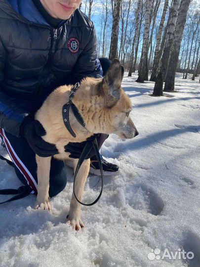 Собака в добрые руки