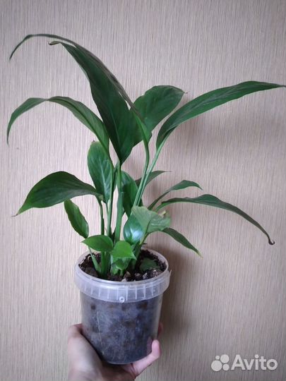 Комнатные цветы. Спатифиллум