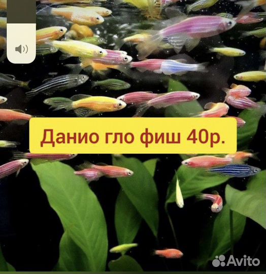Аквариумные рыбки тернеция гло, данио