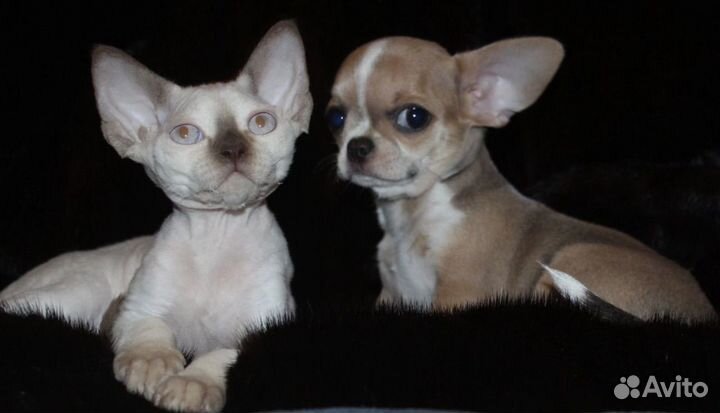 From the Madonna's house