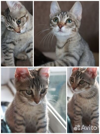 Тигровый котенок