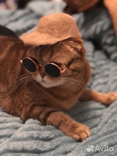 Очки для кошки