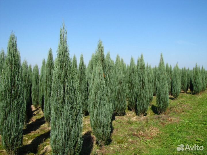 Можжевельник Блю Эрроу от 5 штук