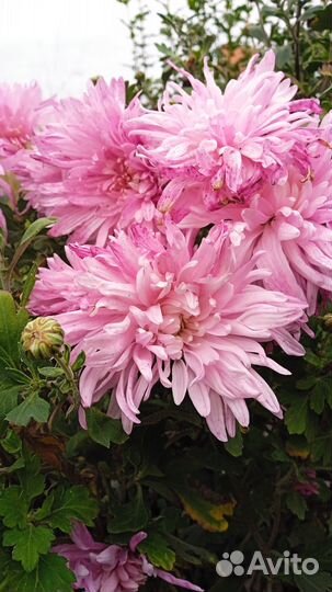 Хризантемы