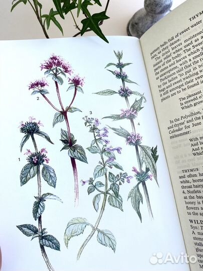 Ботаническая книга с ароматными растениями 1971г
