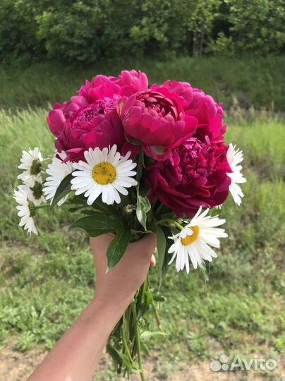 Саженцы пиона