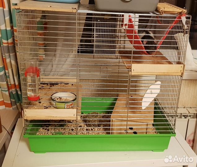 Крыса и клетка