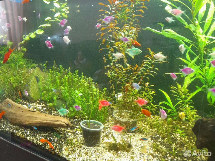Аквариумные рыбки и растения,хелены,теодоксусы