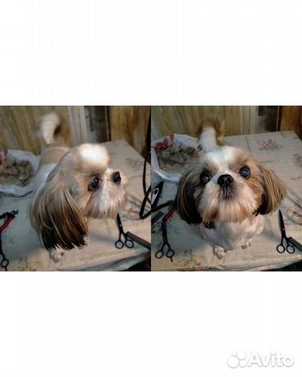 Стрижка собак машинкой