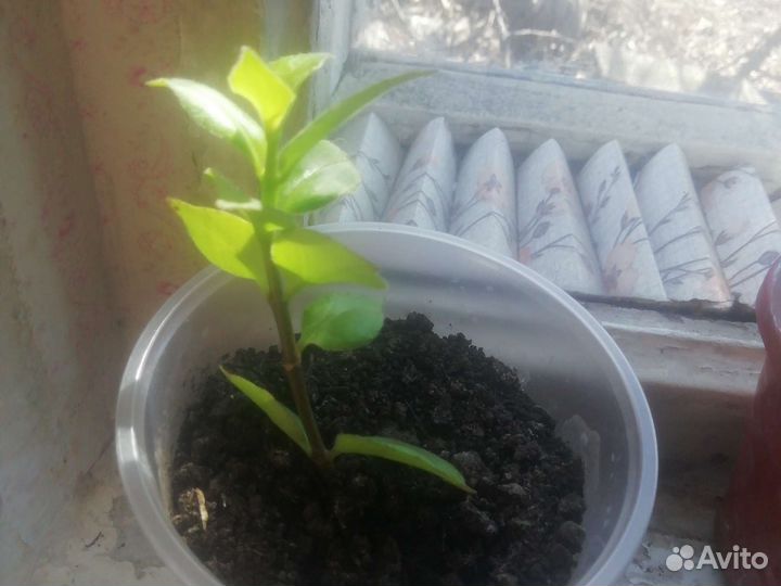 Эсхинантус