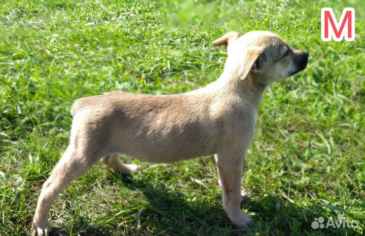 Статный Анур