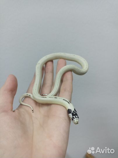 Королевская змея