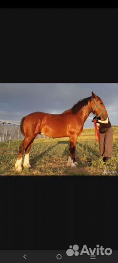 Продам лошадь