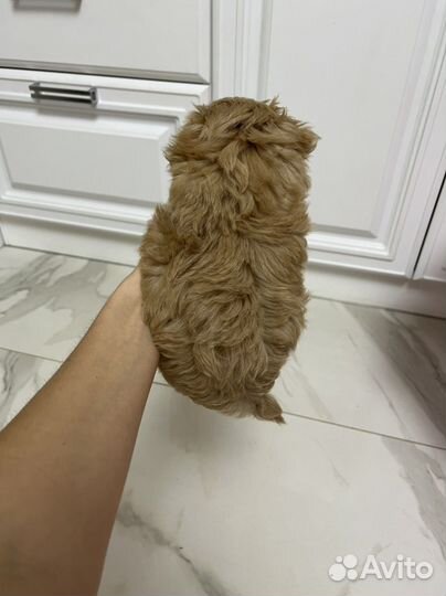 Мальтипу ф1 Корея шикарная девочка Meller