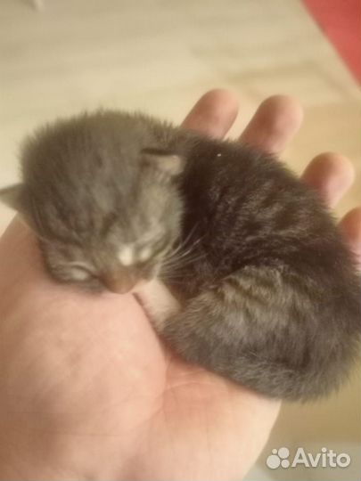 Котейка