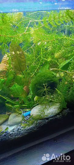 Аквариумное растение кладофора мох шар