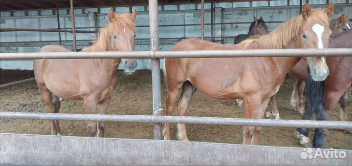 Лошади и жеребята