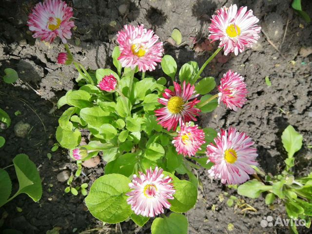 Садовые многолетники