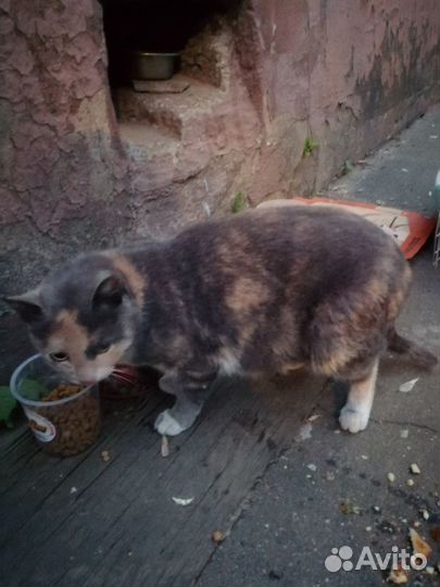 Ласковая кошечка в добрые руки