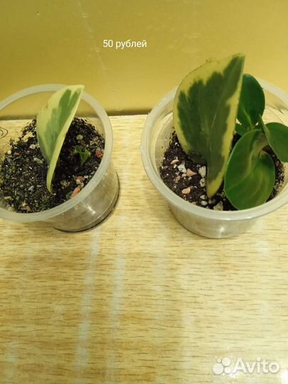 Пеперомия вариегатная