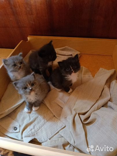 Домашние животные котята бесплатно