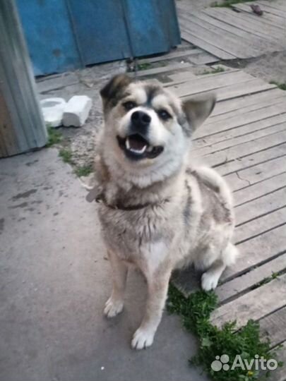 Он остался сиротой. Помогите ему обрести дом