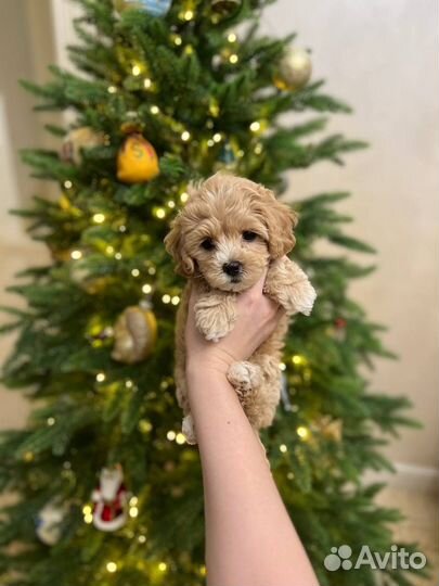 Мальтипу f1 mini девочка