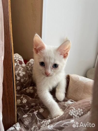 Турецкая ангора котенок в дар