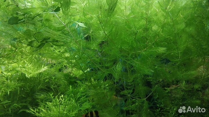 Прополка аквариумных растений