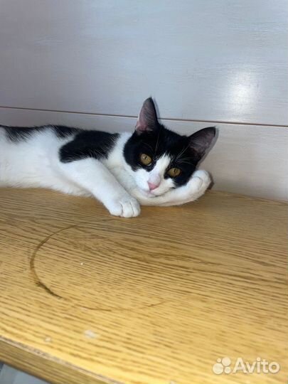 Выкинули котенка ищет дом в дар бесплатно