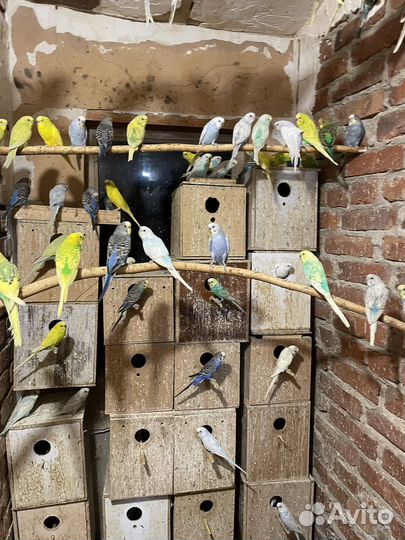 Волнистый попугай