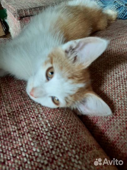 Котики в добрые руки