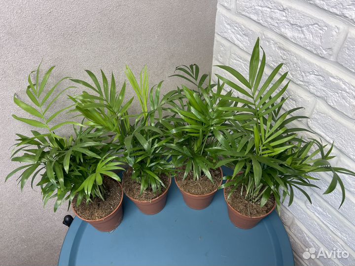 Пальма хамедорея комнатные цветы