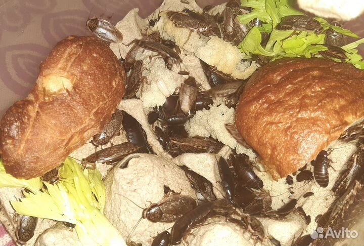 Мраморные тараканы