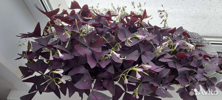 Кислица оксалис, цветы, фиолетовые бабочки