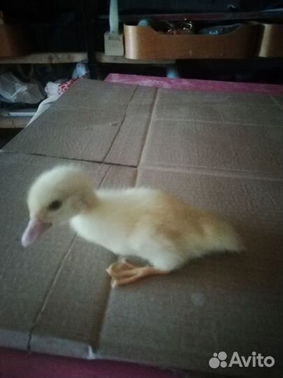 Мускусные утята (индоутки)суточные