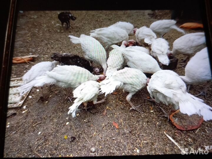 Индюки индюшата подрощенные в Липецкой области