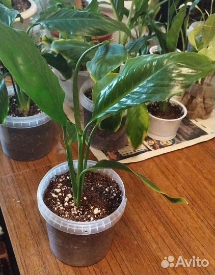 Спатифиллум