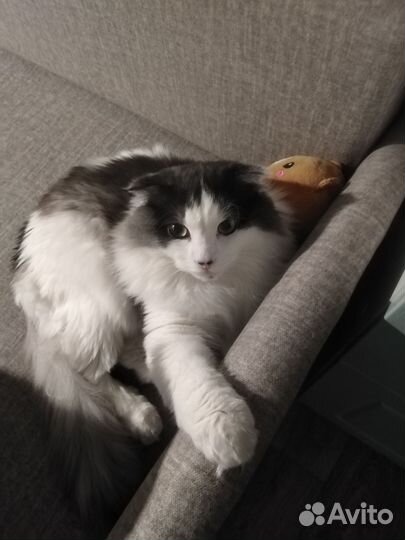 Котики бесплатно в добрые руки