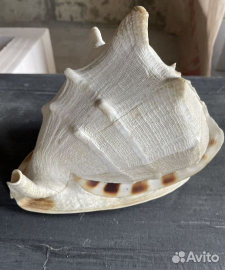 Ракушка морская большая