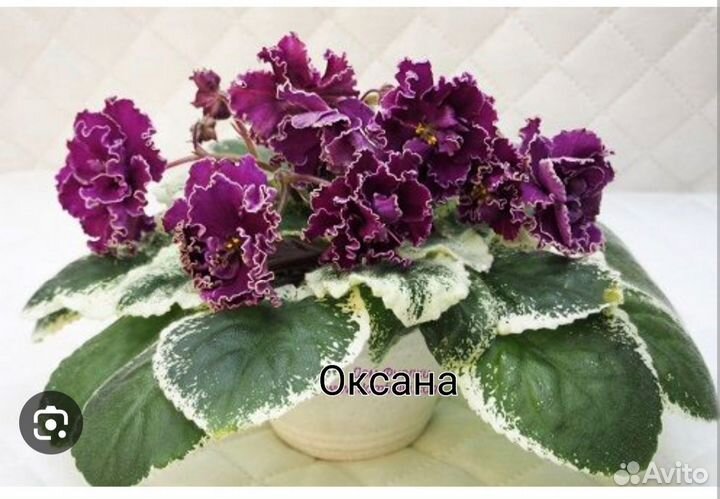 Фиалка