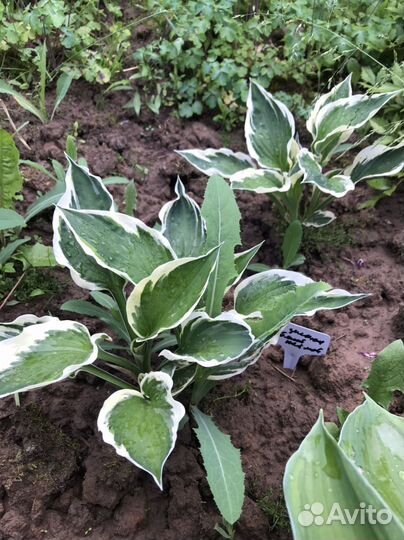 Хоста, пион, купальница