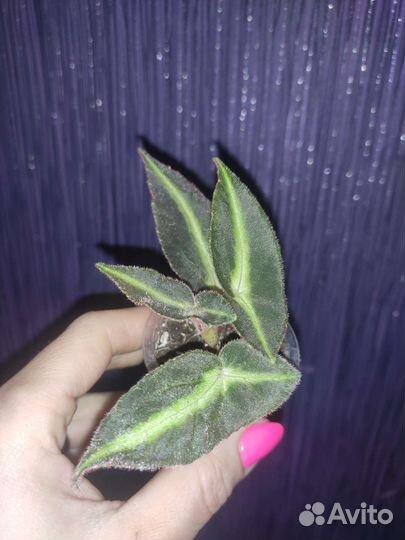 Бегония Листада