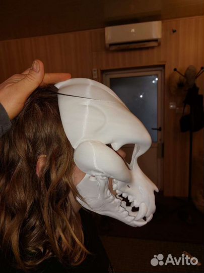 Череп собаки скал дог. Фурсьют